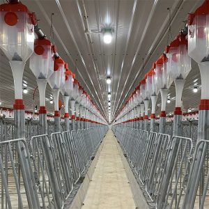 מערכת האכלה אוטומטית עם שרשרת דיסקים לחזירים